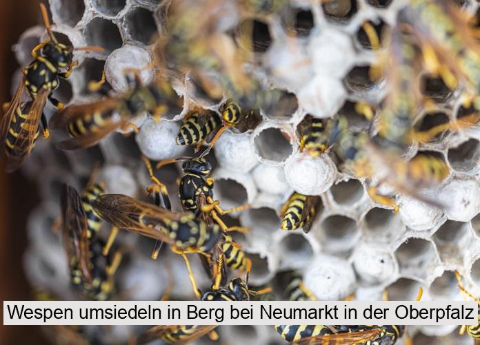 Wespen umsiedeln in Berg bei Neumarkt in der Oberpfalz